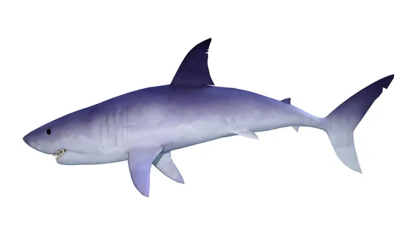 Beyaz Arka Planda Izole Edilmiş Bir Köpekbalığının Görüntüsü — Stok fotoğraf