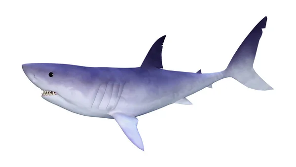 Απόδοση Καρχαρία Που Απομονώνεται Λευκό Φόντο — Φωτογραφία Αρχείου