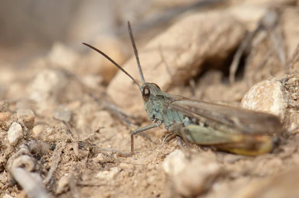 메뚜기 오모에스투스 미누티시무스 갤로칸타 아라곤 스페인 — 스톡 사진
