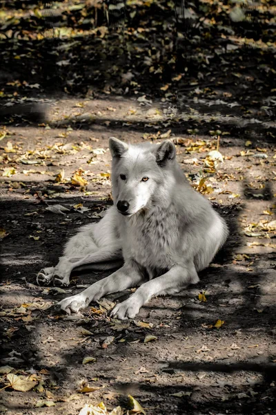 Portrait Polar Wolf — Stock Photo, Image