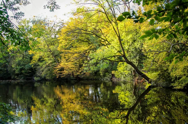 Cana Água Contra Fundo Lagoa Floresta Natureza Lagoa Floresta Parque — Fotografia de Stock