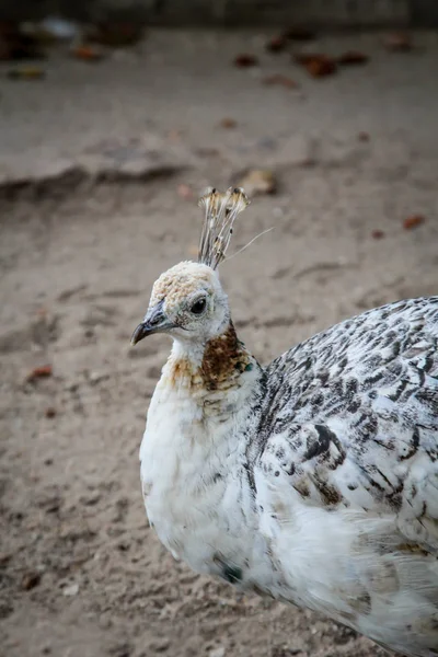 Bir Peafowl Kafasının Yakın Çekimi — Stok fotoğraf