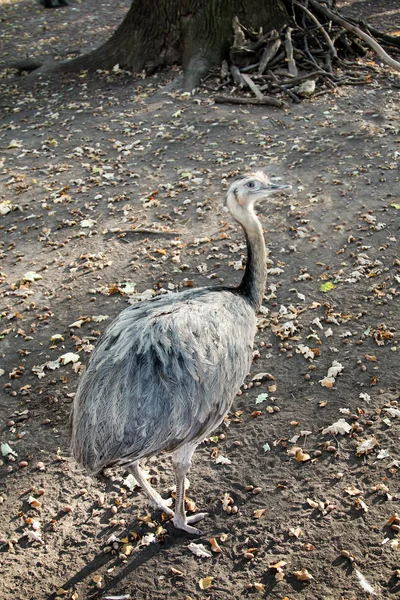 Fechamento Emu — Fotografia de Stock