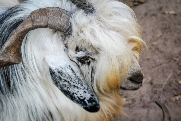 Gros Plan Une Chèvre Mouton — Photo