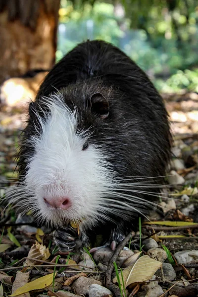 Close Nutria — Stockfoto