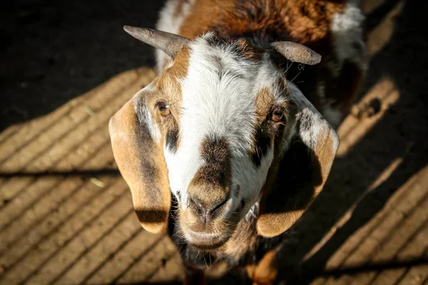 Close Goat Sheep — Stok fotoğraf