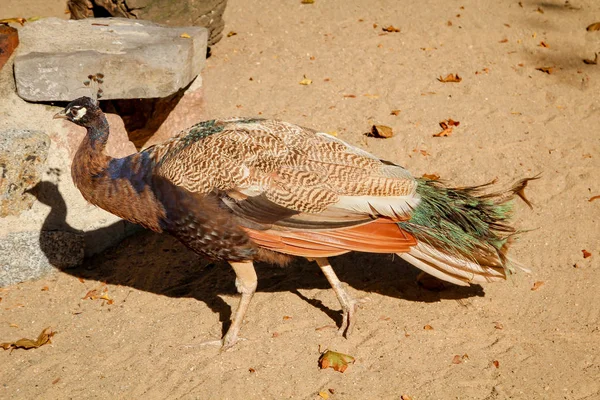 Närbild Huvudet Peafowl — Stockfoto