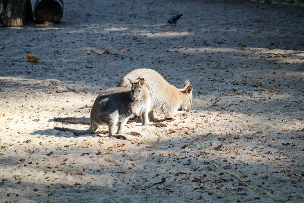 Fermeture Deux Kangourous — Photo