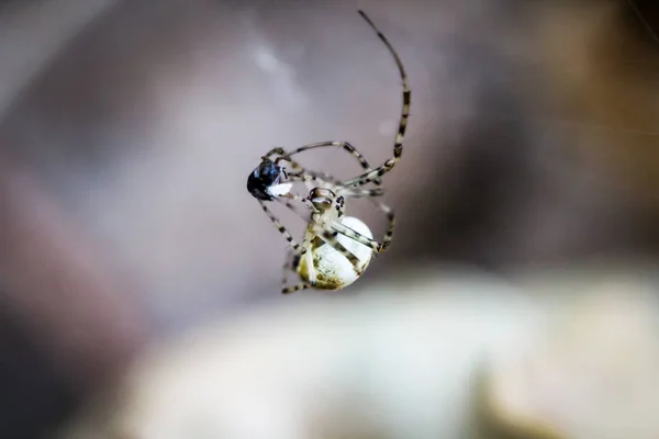 Espantoso Animal Araña Depredador —  Fotos de Stock