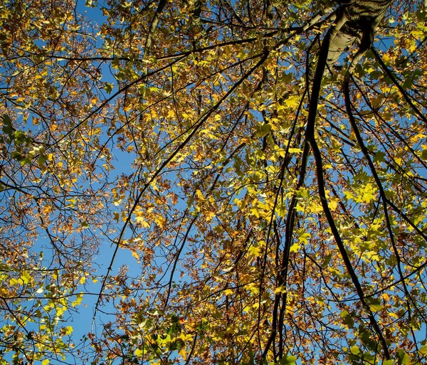 Sonbaharda Ağaçlar Sonbahar Mevsimi Bitki Örtüsü Yapraklar — Stok fotoğraf