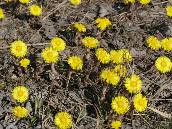 First Spring Flowers Yellow Coltsfoot Close — Stock Photo, Image