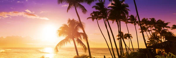 Palmträd Silhuett Bakgrund Tropisk Solnedgång — Stockfoto