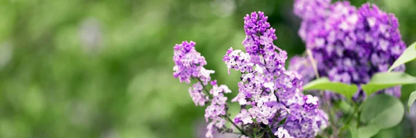 Fond Lilas Violet Fleurs — Photo