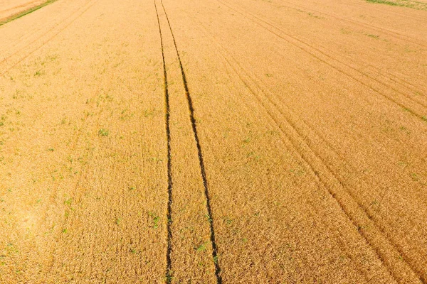 Field Wheat Top View Photo Shooting Quadrocopters Field Ripe Crops — Stock Photo, Image