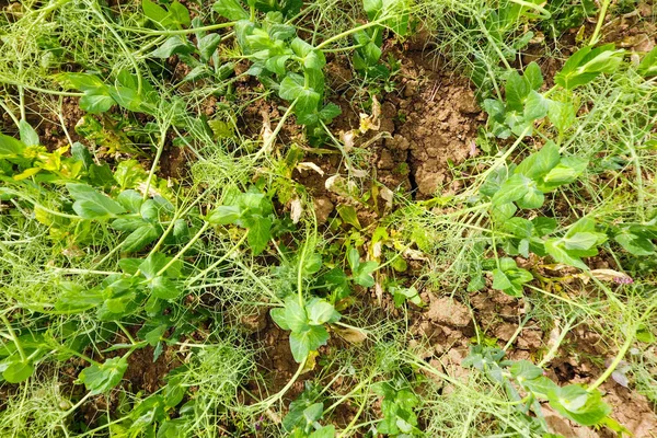 领域的年轻豌豆 地里的豌豆在生长 田间豆科植物 — 图库照片