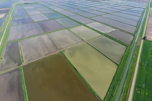 湛水の田んぼ フィールドで稲作の農業方法は 播種米水とフィールドの洪水 上からの眺め — ストック写真