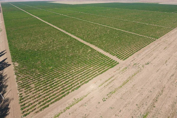 Huertos Uva Vista Pájaro Filas Vid Vista Superior Del Jardín — Foto de Stock