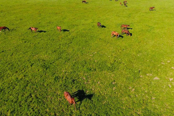 Arrastrando Caballos Campo Disparando Caballos Desde Quadrocopter Pastos Para Caballos —  Fotos de Stock