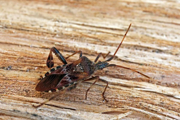 Cola Pino Americano Leptoglossus Occidentalis — Foto de Stock