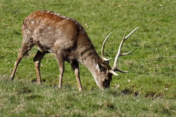 Przyroda Fauna Dzika Przyroda Jeleni — Zdjęcie stockowe