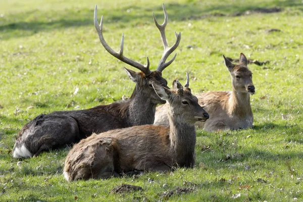 Faune Naturelle Faune Des Cerfs — Photo