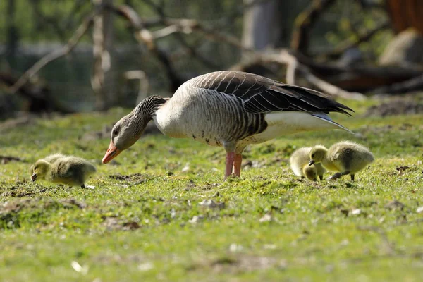 Európai Greylag Goose Csirkékkel — Stock Fotó