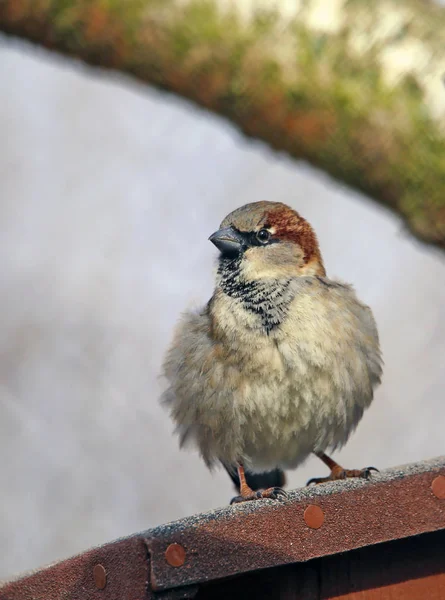 Manligt Hus Speering Passer Domesticus Sitter Boet Låda — Stockfoto