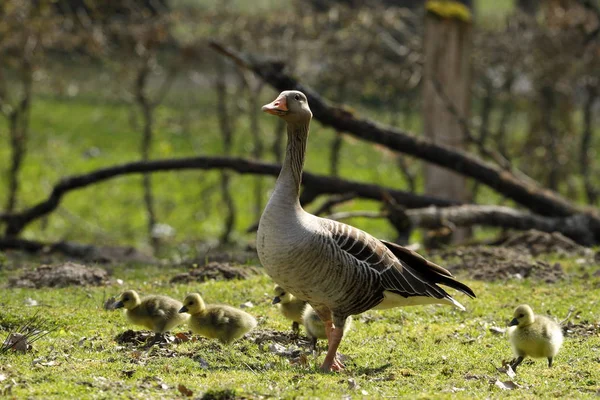 Európai Greylag Goose Csirkékkel — Stock Fotó