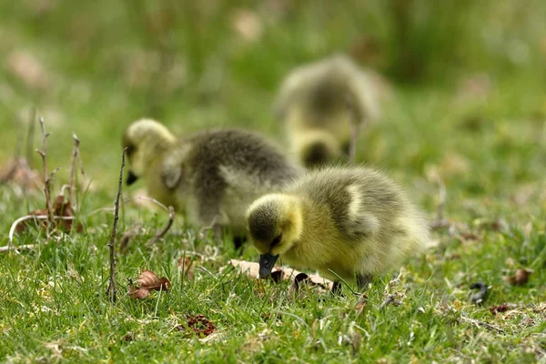 Ganso Greylag Europeo Con Los Polluelos — Foto de Stock