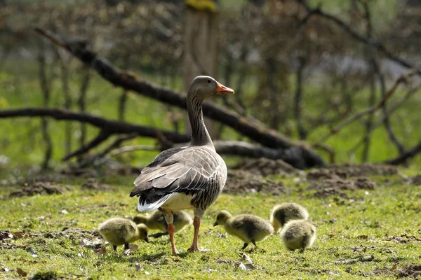 Európai Greylag Goose Csirkékkel — Stock Fotó