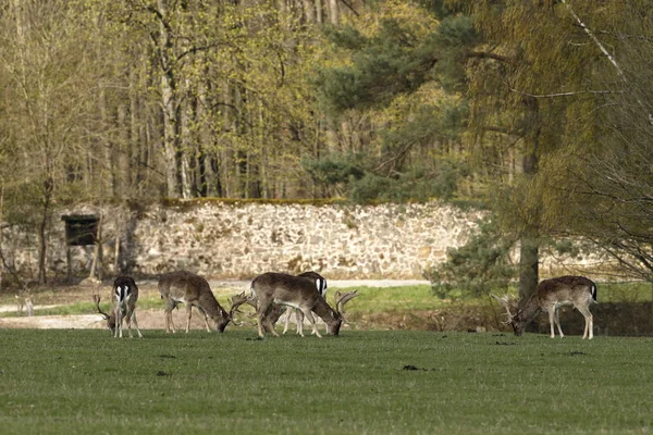 Faune Naturelle Faune Des Cerfs — Photo