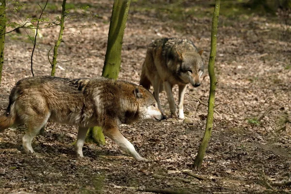 Loup Dans Forêt — Photo