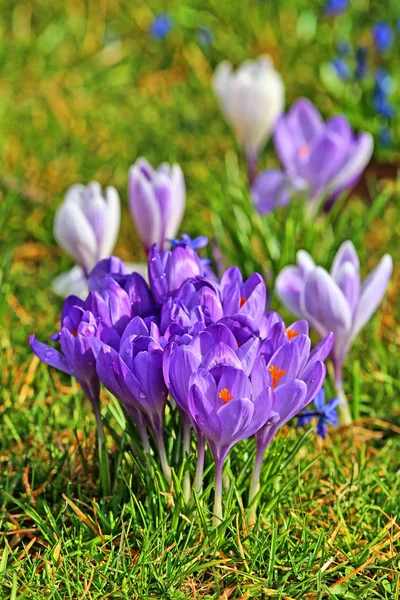 Луговые Крокусы Лепестки Весенних Цветов — стоковое фото