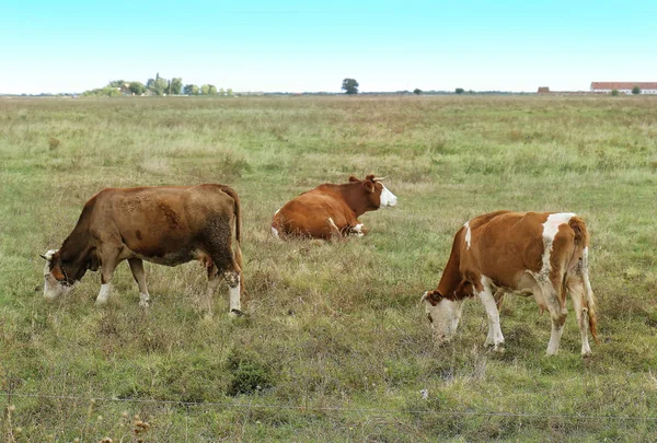 Krowy Wypasane Trawy Trawniku Wiejskim Wewnątrz Gospodarstwa Rolnego — Zdjęcie stockowe