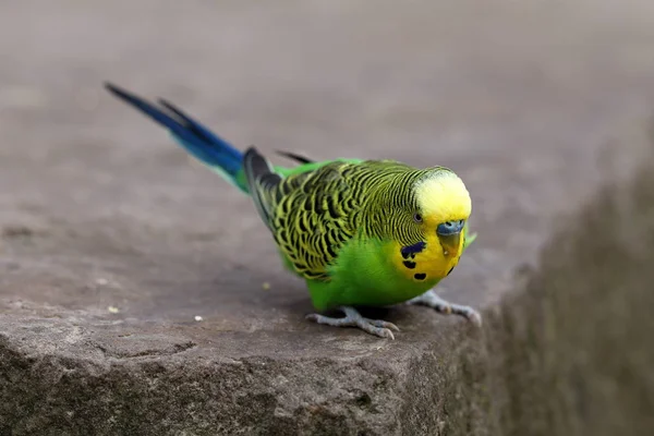 Bird Theme Picturesque Shot — Stock Photo, Image