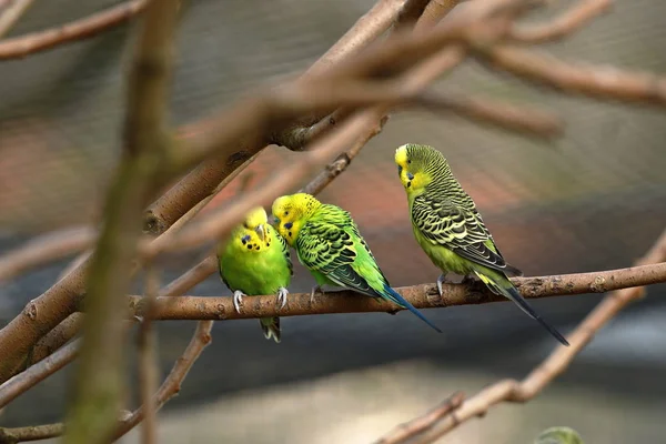 Australie Officiellement Commonwealth Australie Est Pays Souverain Comprenant Continent Australien — Photo