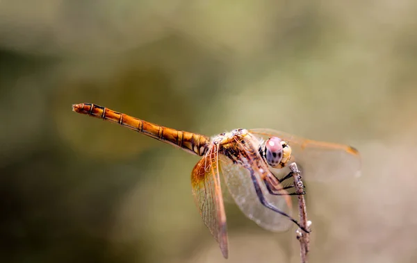 Krásná Přírodní Scenérie Vážky Zobrazení Detailů Očí Křídel — Stock fotografie