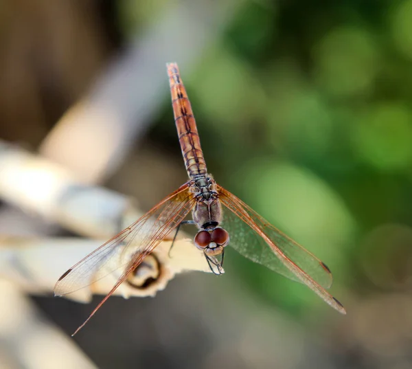 Vacker Natur Scen Trollslända Visar Ögon Och Vingar Detalj — Stockfoto