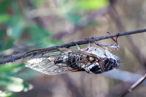 Cicada Canta Colgando Sobre Una Rama — Foto de Stock