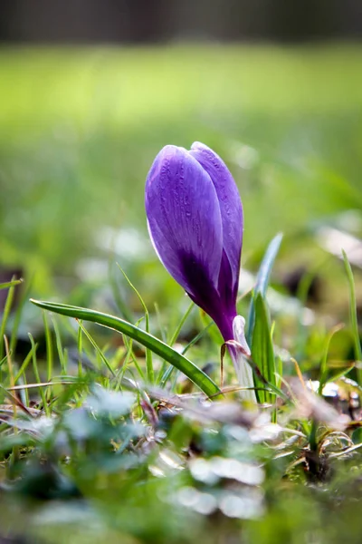Фиолетовые Крокусы Лепестки Весенних Цветов — стоковое фото