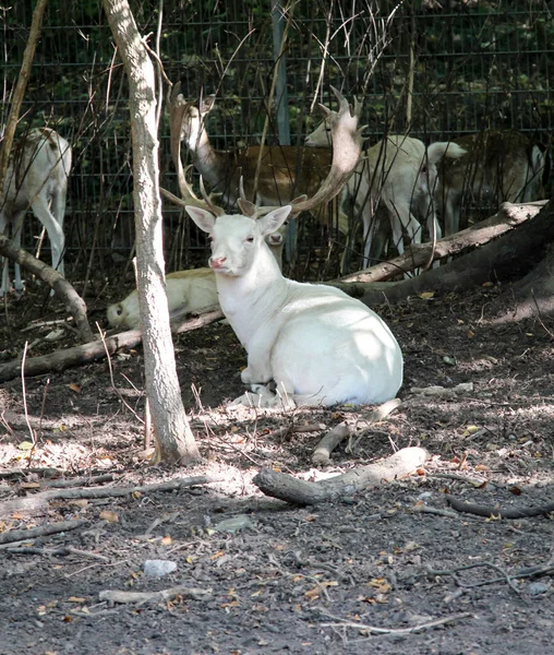 Portrait Cerf — Photo