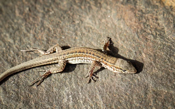 Primer Plano Lagarto Hábitat Concepto Salvajismo —  Fotos de Stock