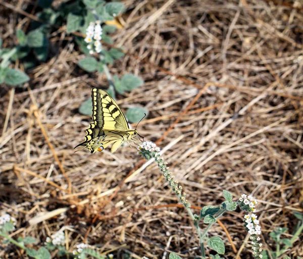 Motyl Jaskółka Trawie — Zdjęcie stockowe