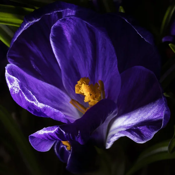 Перші Весняні Квіти Крук — стокове фото