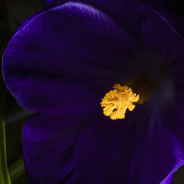 Purple Crocus Blossom Orange Yellow Pistils Low Key Recording — Stock Photo, Image