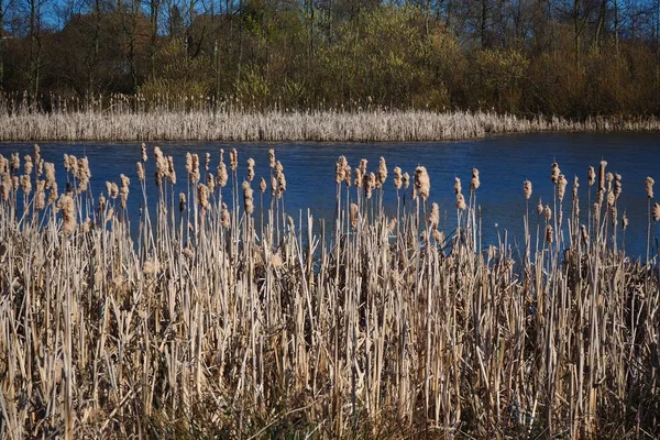 Bulrushes Juncos Lado Lago Filey Dams Reserva Natural North Yorkshire — Fotografia de Stock