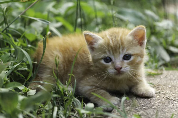 Adorable Little Red Kitten Playing Outdoor Portrait Red Kitten Garden — Stock Photo, Image