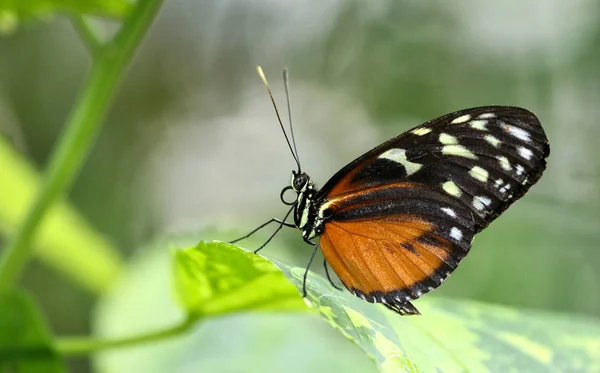 Vue Rapprochée Beau Papillon Coloré — Photo