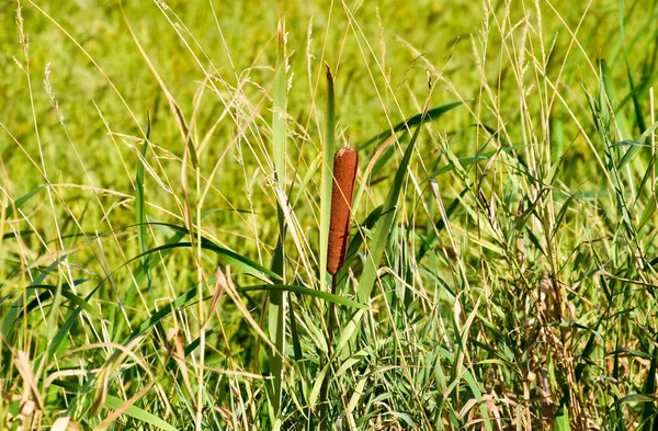 Cattail Αυξάνεται Κοντά Στον Τομέα Του Ρυζιού Συστάδες Του Cattail — Φωτογραφία Αρχείου