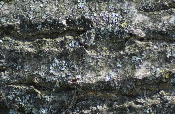Hintergrund Aus Pappelrinde Textur Der Rinde Eines Baumes — Stockfoto